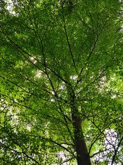 Fototapeta premium Green tree canopy with lush foliage and sunlight streaming through, perfect for nature backgrounds or ecothemed designs.