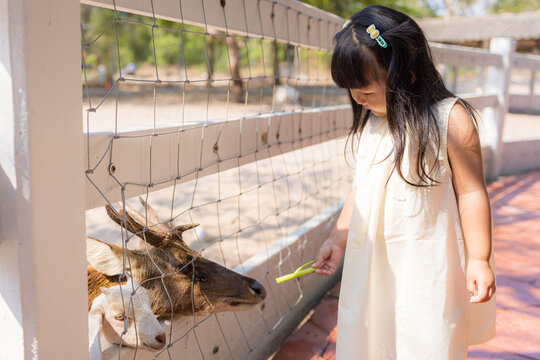 Asian Little Girl Playing with Goats at the Petting Zoo,A cute Asian little girl wearing a white dress having fun and interacting with goats in an outdoor petting zoo on a sunny day.