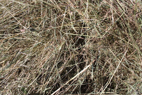 Texture de foin