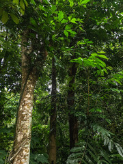Fototapeta premium Dense tropical rainforest with lush green leaves and tall thick brown tree trunks. Suitable for nature, conservation, biodiversity, environment themes.