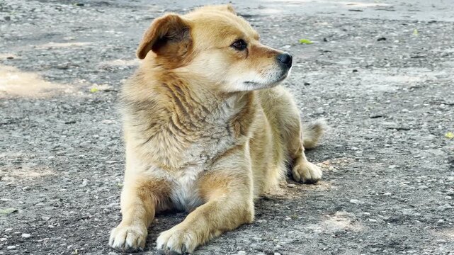 A medium-sized fluffy brown dog rests comfortably on a rough gravel path. The animal turns its head to look curiously off to the side. It appears relaxed and peaceful in its outdoor environment.