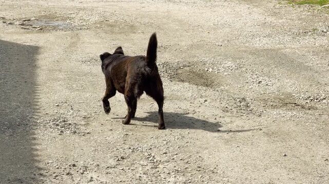 A dark brown stray dog with a yellow ear tag walks along a gravel pathway. The animal has its mouth open and tail raised in the bright sunlight. The outdoor setting feels warm and simple.