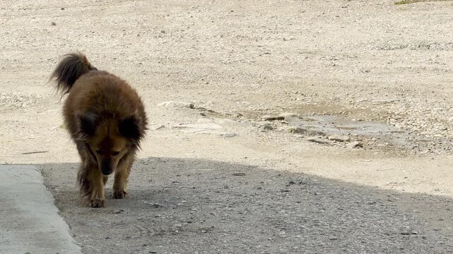 A shaggy brown stray dog trots forward along an open dirt road. The sun casts a dark shadow in front of the animal. The open country setting feels warm, simple, and lonely.