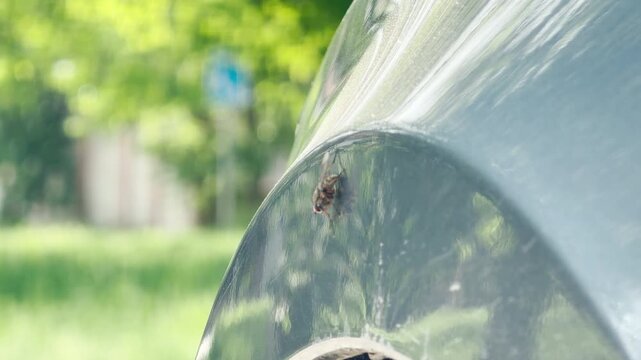 A single housefly sits on the curved, reflective surface of a silver car. The background shows a blurry green park under bright daylight. The close-up shot captures a quiet urban moment.