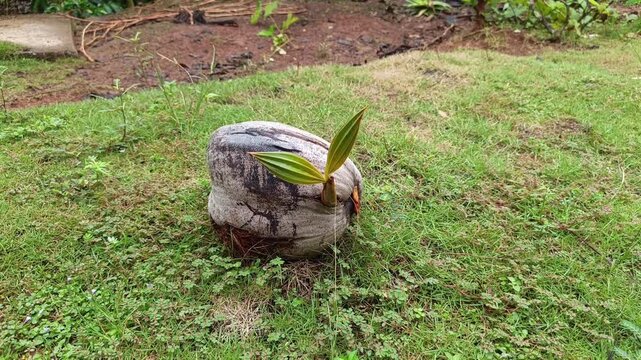 Stock footage of a discarded brown coconut shell sprouting a fresh green shoot while resting on grass at a tropical backyard.
