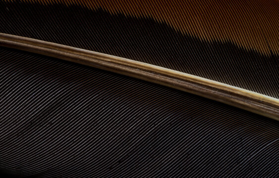 Macro Shot of Bird Feather Texture,Extreme close-up detail showcasing the intricate, parallel structures and natural color patterns of an exotic bird feather, highlighting the organic beauty.
