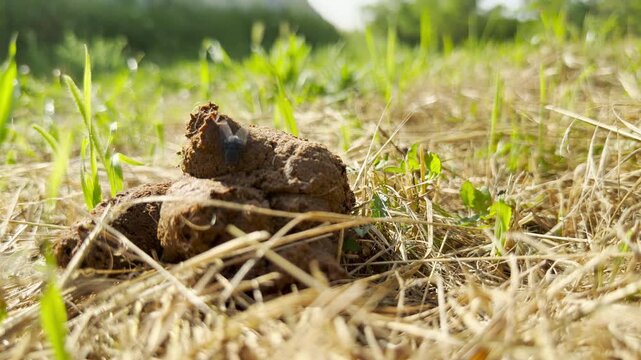 A large housefly crawls over a pile of fresh dog poop in a field. Its wings vibrate lightly as it searches the waste. This movement creates a low, faint buzzing sound.