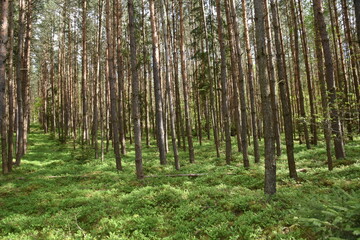 Naklejka premium trees in the forest