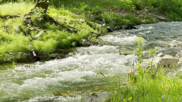 vibrant green horsetail plants thrive on a rocky, grassy bank. A fast-flowing river rushes past them through a sunny forest. The water creates white foam against the rocks.