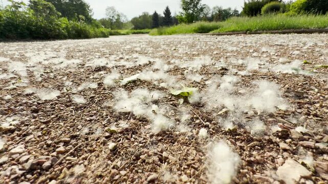 Fluffy white poplar seeds scatter over a gravel road. The cottony tufts drift across the ground surrounded by green lawns. The quiet outdoor scene feels peaceful and still.