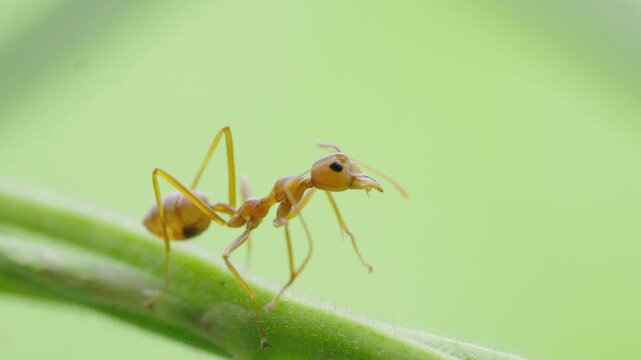 Macro shot of a weaver ant grooming and cleaning its mandibles on a green leaf
