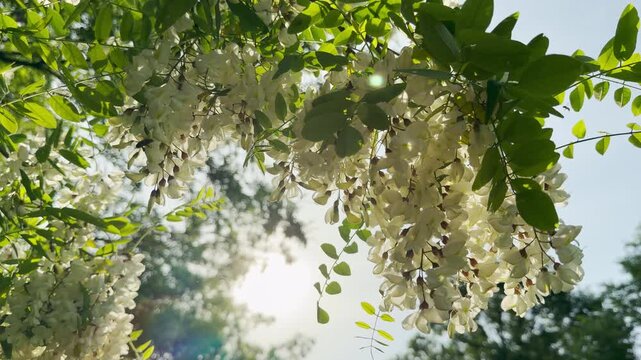 Luminous white acacia clusters hang gracefully from tree branches. Bright morning sunlight shines directly through the delicate petals and green leaves. The scene evokes a calm and peaceful feeling.