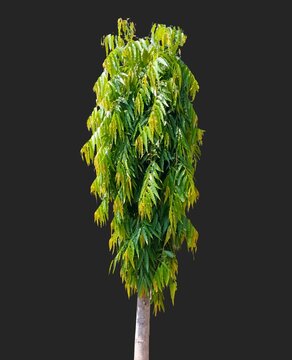 False Ashoka Tree PNG - Isolated Monoon Longifolium Tropical Foliage Botanical Asset Premium high-resolution PNG cutout of a fresh green Ashoka tree, scientifically classified as Monoon longifolium.