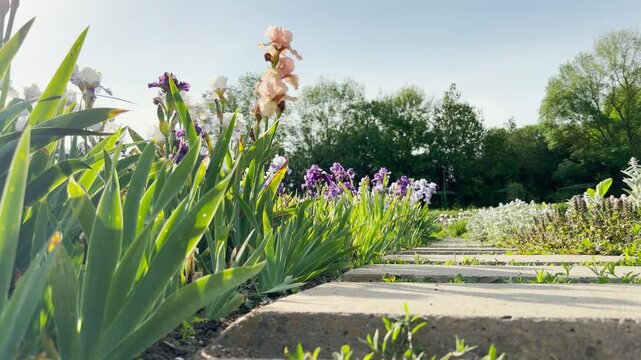 Vibrant iris flowers grow beside a stone path. The blossoms stretch toward the sky under the bright sun. Lush green trees stand in the peaceful background.
