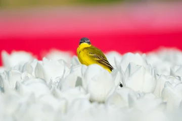 Western yellow wagtail bird sitting on a tulip in a blooming field. Spring landscape with flowers and wildlife. Agricultural nature and floral blossom. © biletskiyevgeniy