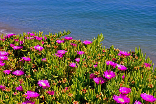 succulent plants Carpobrotus is a genus of plants belonging to the Aizoaceae family. Commonly known as the Hottentot fig, it is also known in Italy as witch's claw.