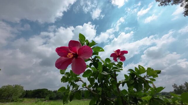 View of pink hibiscus flowers blooming against a bright blue sky with white clouds and green trees in Bogura, Rajshahi Division, Bangladesh.
