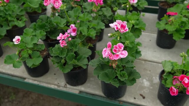 Closeup pink pelargonium flowers greenhouse, potted plants, lush green soft leaves, ideal for broll intro. Decorative Bright blossoms in greenhouse setting. Vivid pelargoniums. Beautiful Nature video