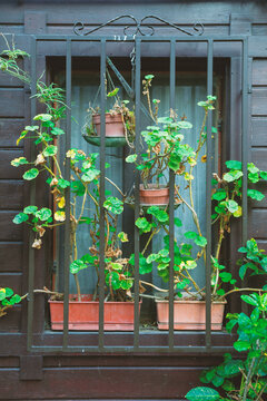Rustic window shelters potted greenery