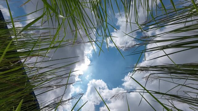 View of tall green grass blades reaching towards a bright blue sky with white clouds and the sun in Bogura, Rajshahi Division, Bangladesh.