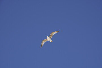 Obraz premium A seagull soars in a clear blue sky. It's a herring gull, specifically a juvenile, judging by its mottled brown plumage. These birds are often found along the coast.
