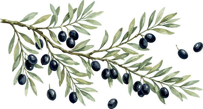 black olive branch vector illustration with green leaves for olive oil label design and mediterranean food packaging