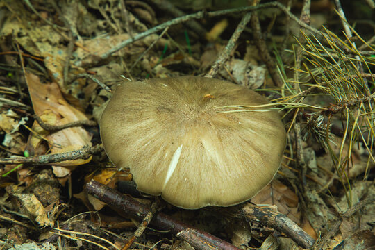 a large wild pluteus mushroom growing on the forest floor surrounded by dry leaves and pine needles during a warm autumn season in the wild woods