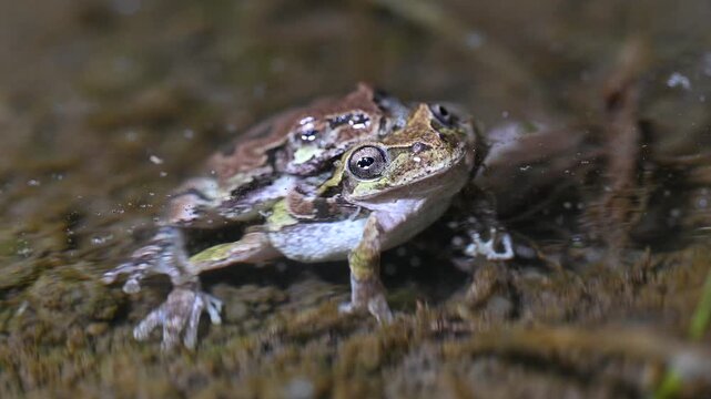 水中で包接（ペアリング）するニホンアマガエルのつがい 梅雨の繁殖行動