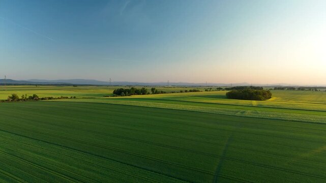 Dirt path leading through green wheat fields toward the horizon at sunset on a summer evening