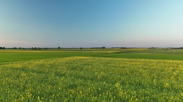 Low aerial flight over blooming rapeseed and green cereal fields on a plain