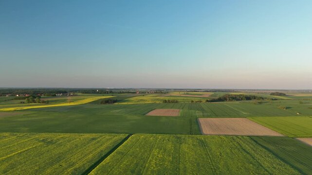 Dirt path leading through green wheat fields toward the horizon at sunset on a summer evening
