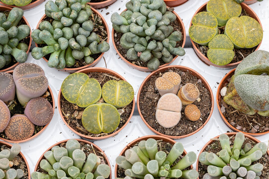 Collection of Lithops succulents growing in pots, featuring living stones with unique textures and patterns in a botanical nursery setting.
