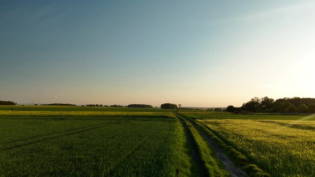 Low aerial flight over green crop fields along dirt track toward horizon at sunset