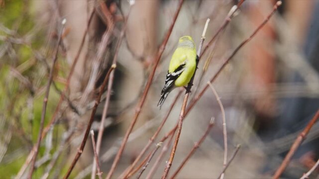 Birds perched on branches in a garden during spring season observing the surroundings and moving to find food