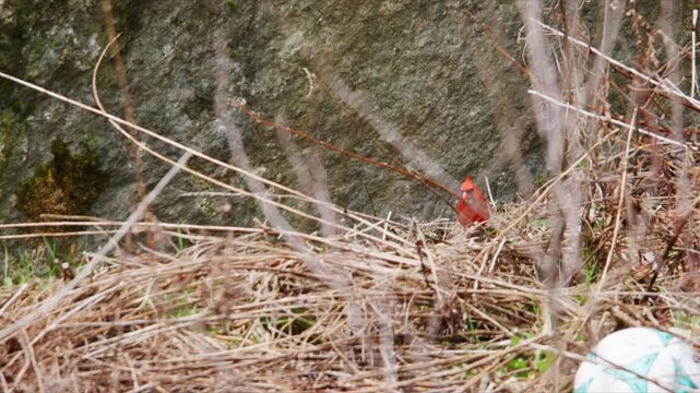 A cardinal bird searches for food among dry grass and twigs. It pauses and looks around, resting briefly before continuing its hunt for seeds. The setting is simple and natural with muted colors