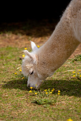 Fototapeta premium Alpaca grazing on green grass with yellow flowers