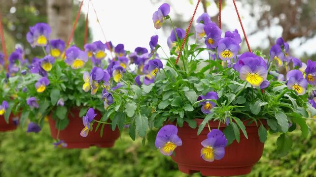 Hanging basket Viola Tricolor blooms purple yellow, lush foliage, terracotta pot, morning sun. Colorful vibrant flower arrangement. Beautiful blooming pansies, Johnny Jump Up. Garden bokeh background