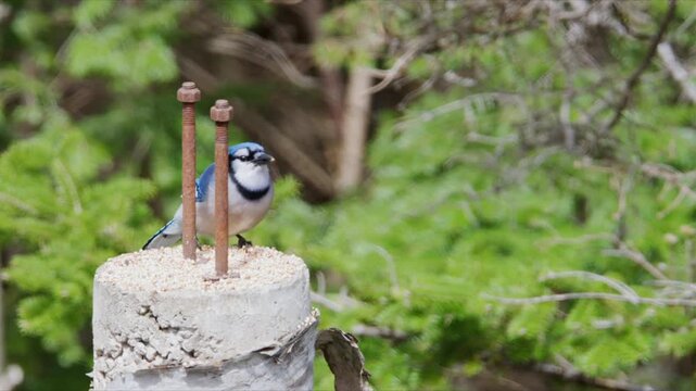 A blue bird hops around a garden post. It searches for food on the surface. The bird is curious and moves back and forth. Green plants surround the area