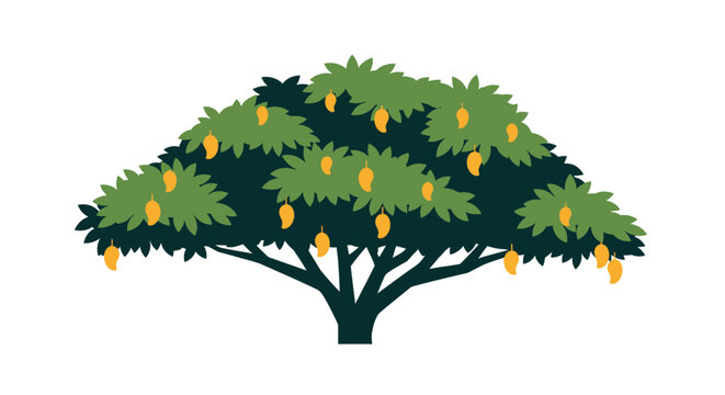 Lush green mango tree with ripe hanging fruits illustration.