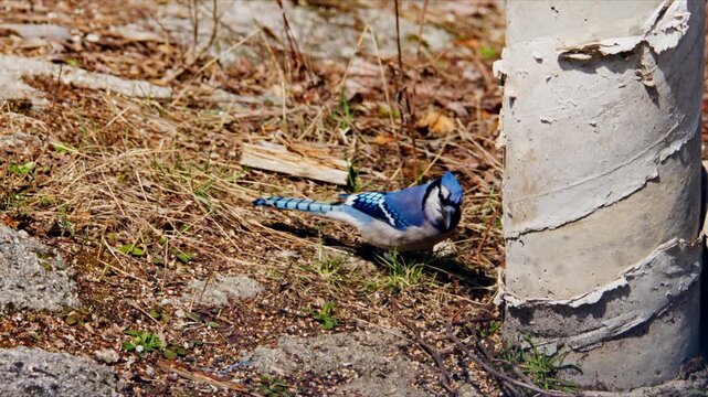 A blue jay is searching for food on the ground near a tree. The area is covered with dry grass and fallen leaves. The bird moves around actively, showing its behavior