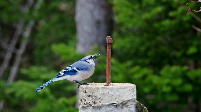 A blue jay perches on a post in a garden setting. The bird looks around and interacts with the environment. Green trees and shrubs surround the area