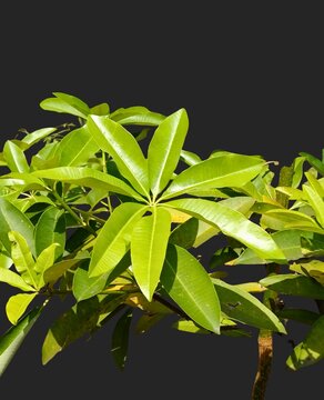 Blackboard Tree Leaves PNG - Isolated Alstonia Scholaris Tropical Foliage Botanical Asset Premium high-resolution PNG cutout of fresh Blackboard tree leaves, scientifically classified.