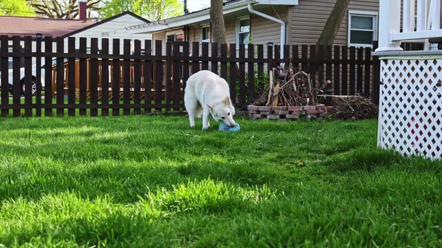 A dog is engaged in playing with a blue toy in the backyard of a house. The yard has green grass and a wooden fence. A home with an outdoor structure is in the background.