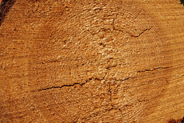 A cut of coniferous wood, pine, close-up wood texture. Resins, sap. © Edita