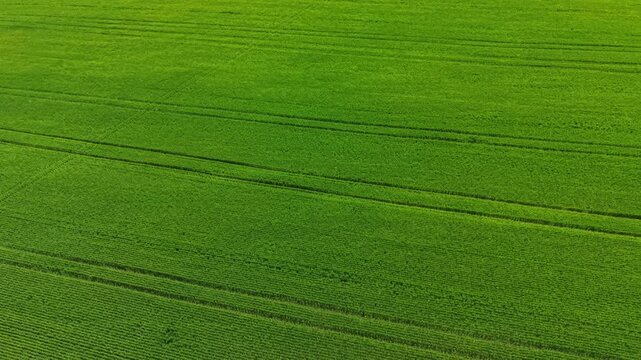 A wide view shows a wheat field in full growth under a clear sky during the day. Lines are visible from farming equipment that has worked the land recently.