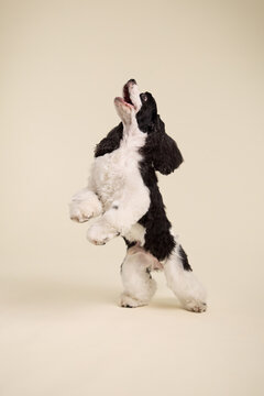 The dog is caught mid-air in a leaping motion with ears lifted. Set against a warm beige studio background.