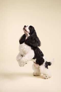 The dog leaps off the ground with legs raised and ears bouncing. The moment is captured in sharp detail against a beige wall.
