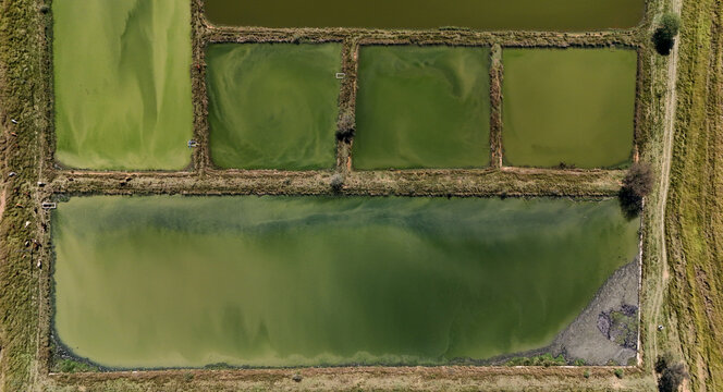 Aerial view of rectangular green ponds with algae and grassy banks under bright sunlight South Africa.