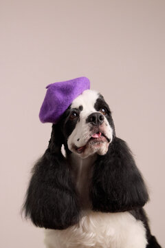 An American Cocker Spaniel dog wears a purple hat in a studio portrait. Fashion styling and expressive face create playful commercial pet photography mood.