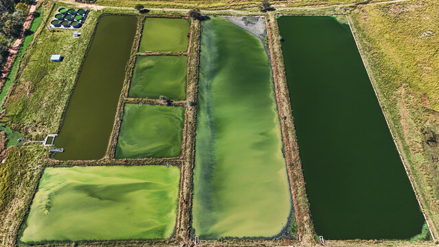 Aerial view of rectangular algae cultivation ponds with varying shades of green water surrounded by grassy fields in South Africa.